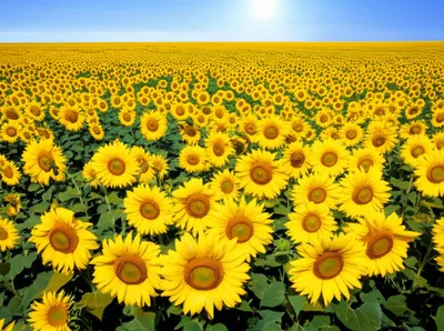 Illustration copy - Image 1