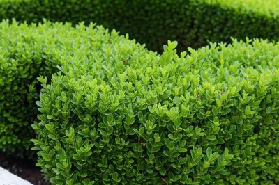 Illustration box - Image 1