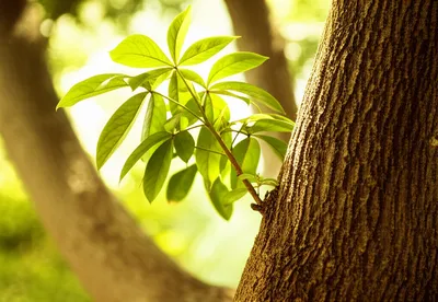 Illustration dependant - Image 1