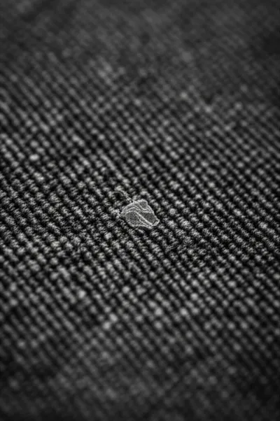 Illustration mites - Image 1