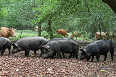 Illustration bocage - Image 1