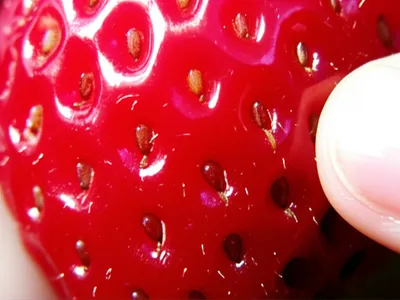 Illustration biting - Image 1