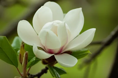 Illustration magnolias - Image 1