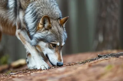 Illustration scent - Image 1