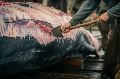 Illustration spade - Image 1