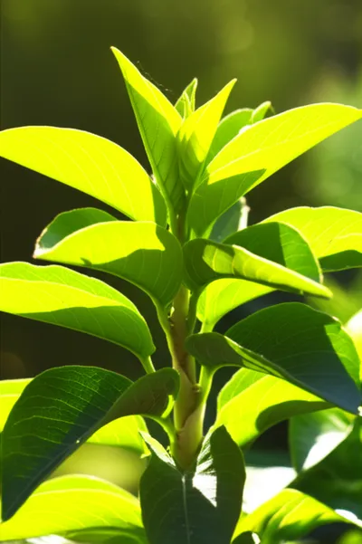 Illustration recovered - Image 1