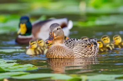 Illustration ducks - Image 1