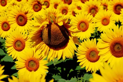 Illustration kill - Image 1