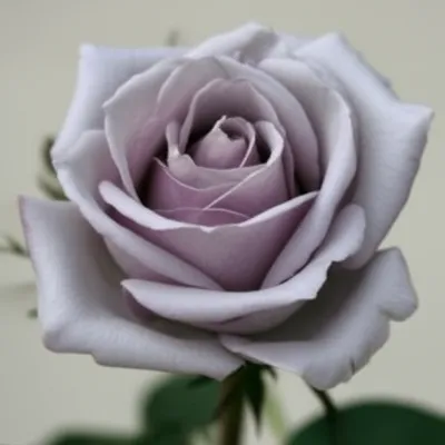 Illustration damask - Image 1