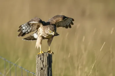 Illustration batting - Image 1