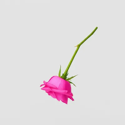 Illustration pinked - Image 1