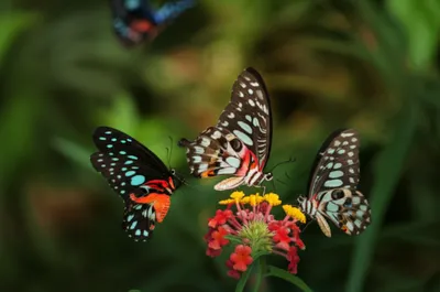 Illustration baron - Image 1