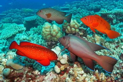 Illustration connies - Image 1