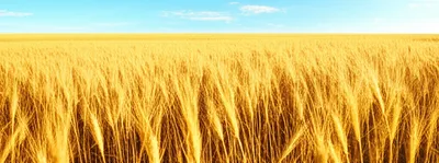 Illustration undulated