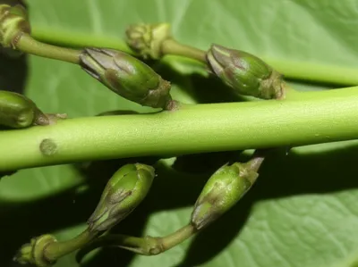 Illustration budding