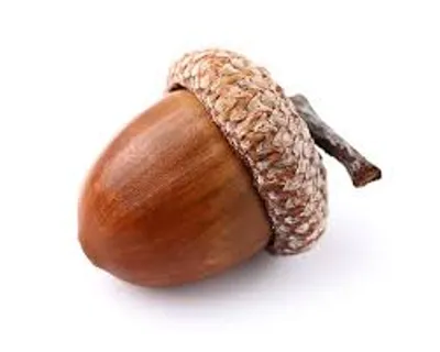 Illustration acorn - Image 2