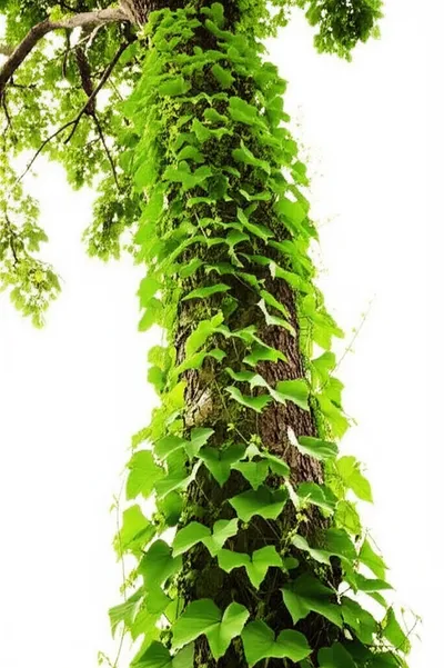 Illustration spiraling - Image 1