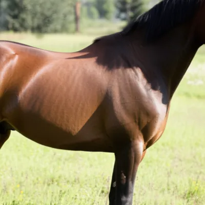 Illustration barrels - Image 1