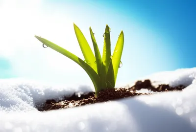 Illustration thawing - Image 1