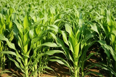 Illustration forks - Image 1