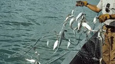 Illustration gill - Image 2