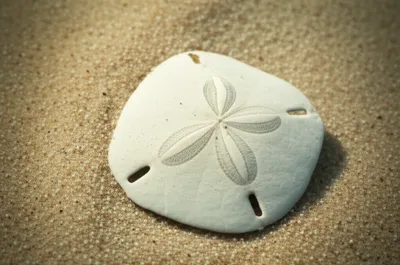 Illustration rosette - Image 1