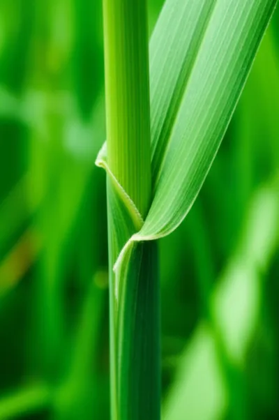 Illustration sheaths - Image 1