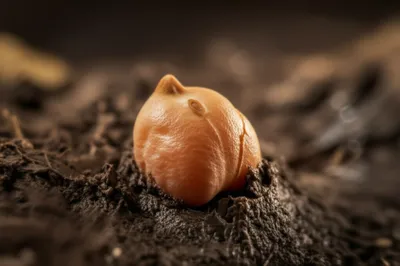 Illustration garbanzos - Image 1