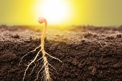 Illustration unrealized