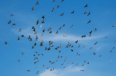 Illustration dissolved - Image 1