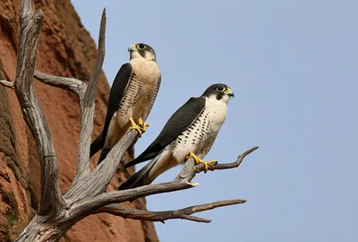 Illustration falcon - Image 1