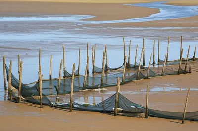 Illustration ebbs - Image 1