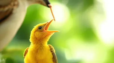 Illustration peep - Image 1