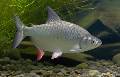 Illustration grayling