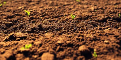 Illustration grounds - Image 1