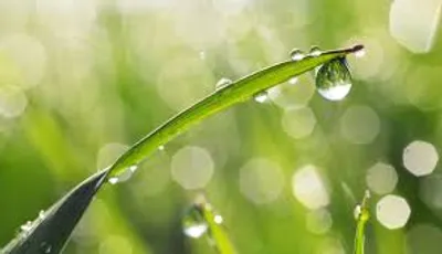 Illustration dew - Image 2