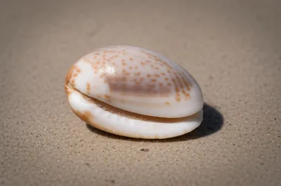 Illustration cowry - Image 1