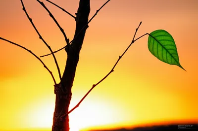 Illustration lingered - Image 1