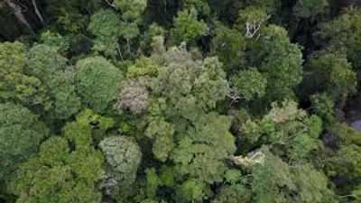 Illustration canopy - Image 2