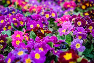 Illustration primroses - Image 2