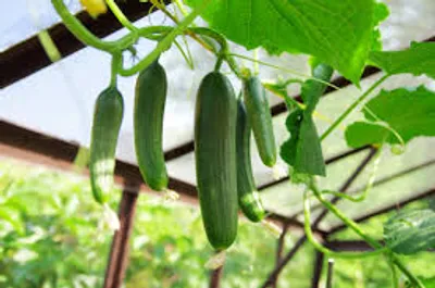 Illustration cucumber - Image 2