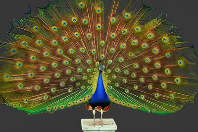 Illustration blowing - Image 1