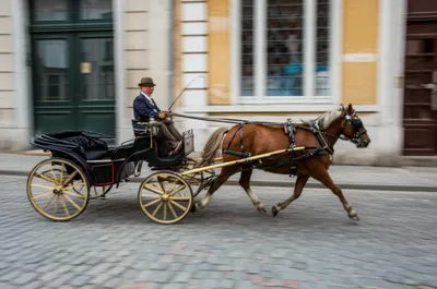 Illustration flies - Image 1