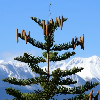 Illustration fir - Image 1