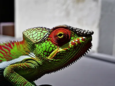 Illustration misrepresenting