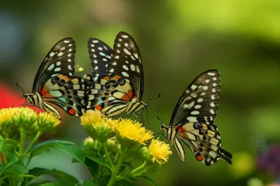 Illustration peacocks - Image 1