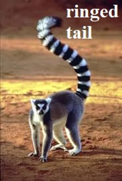 Illustration ringed - Image 3