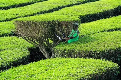 Illustration skiffs - Image 1