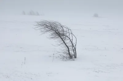 Illustration quivering - Image 1