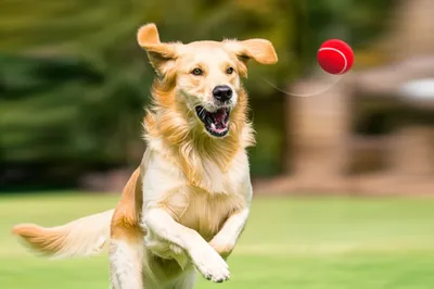 Illustration catches - Image 1